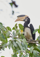 Anthracoceros coronatus