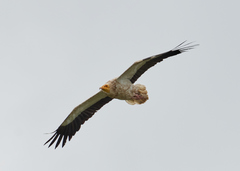 Neophron percnopterus