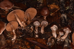 Cortinarius cisqhale