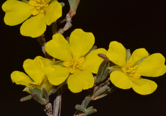 Hibbertia priceana