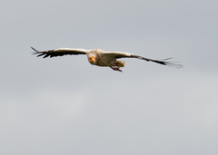 Neophron percnopterus