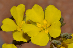 Hibbertia priceana