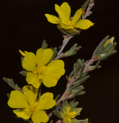 Hibbertia priceana