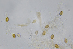 Cortinarius cisqhale