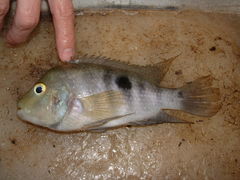 Flaveolus Cichlid photo 4