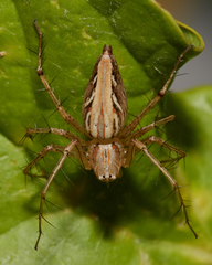Oxyopes
