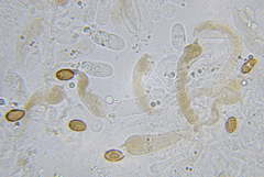 Cortinarius cisqhale