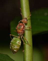 Oecophylla smaragdina