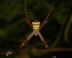 Argiope