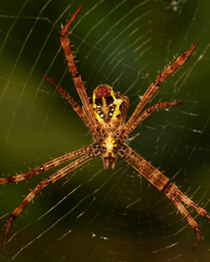 Argiope