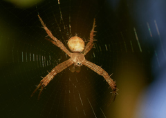 Araneidae