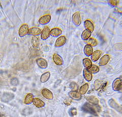 Cortinarius cisqhale