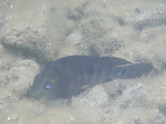 Black Midas Cichlid photo 1