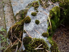 Orthotrichum diaphanum