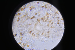 Cortinarius cisqhale