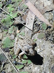 Litoria inermis
