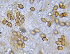 Cortinarius cisqhale