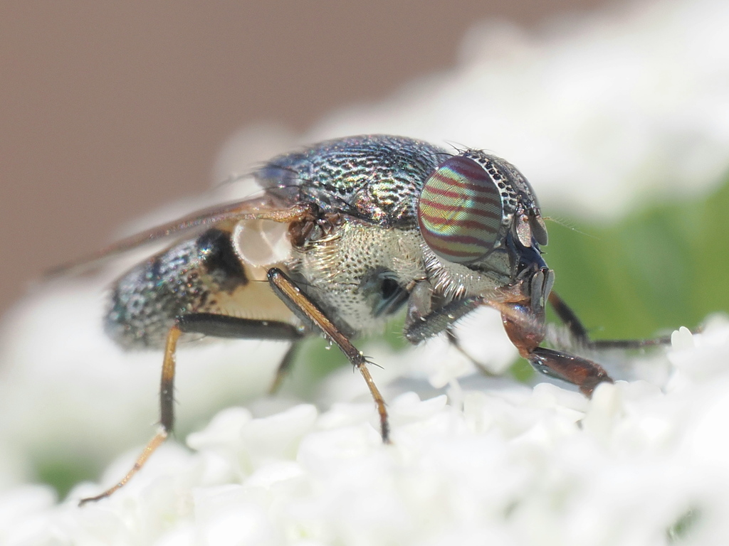 Stomorhina discolor