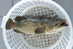 Epinephelus malabaricus