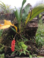 Anthurium gracile
