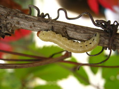 Diprion pini