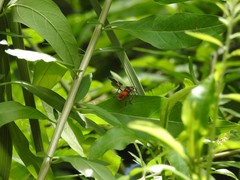 Oncopeltus unifasciatellus
