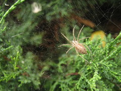 Agelena labyrinthica
