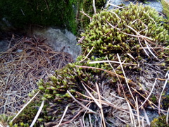 Orthotrichum diaphanum