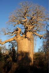 Adansonia rubrostipa