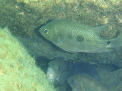 Black Midas Cichlid photo 3