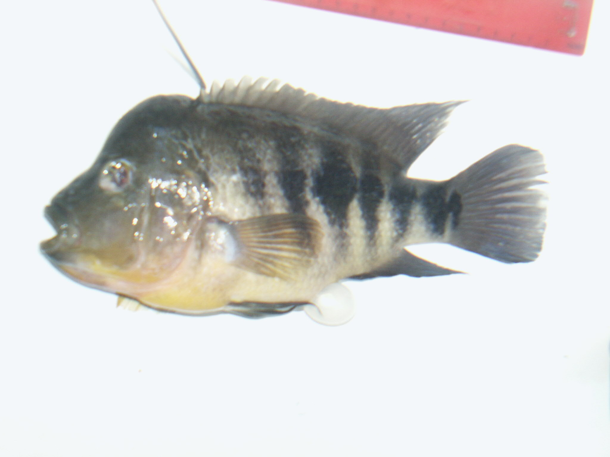 chancho cichlid