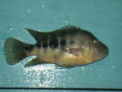 Amphilophus chancho
