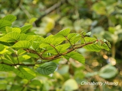Rubus wallichianus