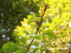 Rubus wallichianus