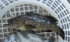 Epinephelus coioides