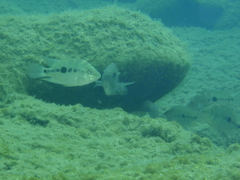 Flaveolus Cichlid photo 5
