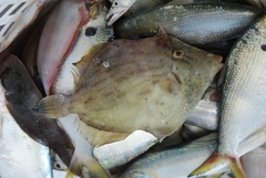 Stephanolepis cirrhifer