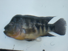 Amphilophus chancho