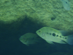 Flaveolus Cichlid photo 3