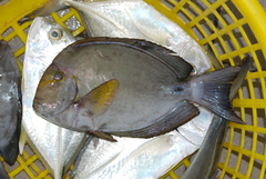 Acanthurus xanthopterus