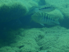 Flaveolus Cichlid photo 2