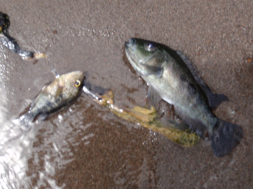 Arrow Cichlid