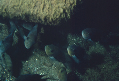 Black Midas Cichlid photo 2