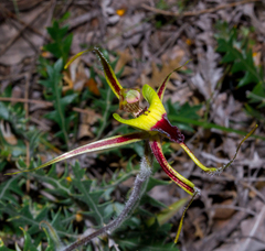 Caladenia integra