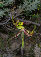 Caladenia integra
