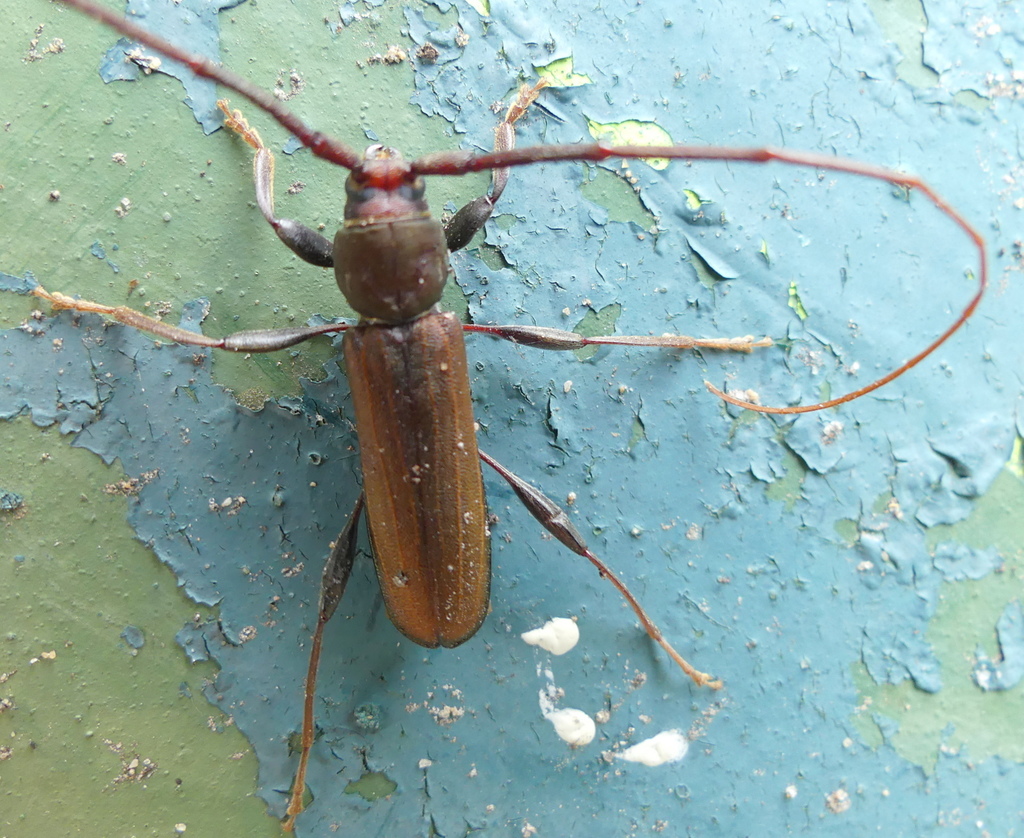 Xystrocera natalensis