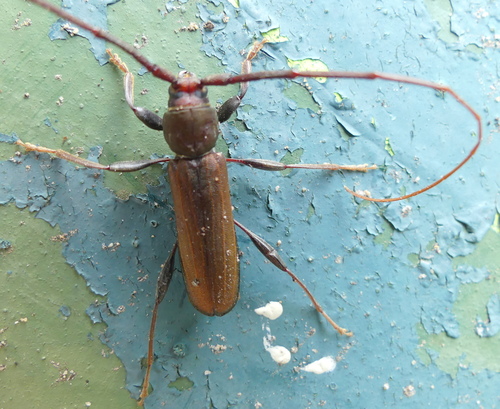 Xystrocera natalensis