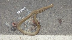 Paraphimophis rusticus