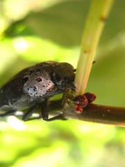 Capnodis