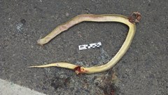 Paraphimophis rusticus